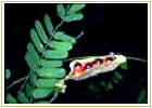 Ayurvedic Herbs
