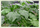 Ayurvedic Herbs