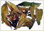 Ayurvedic Herbs