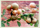 Ayurvedic Herbs