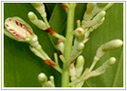 Ayurvedic Herbs