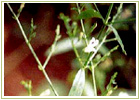 Ayurvedic Herbs