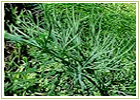 Ayurvedic Herbs