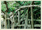 Ayurvedic Herbs