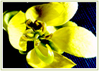 Ayurvedic Herbs