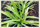 Ayurvedic Herbs