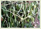 Ayurvedic Herbs