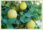 Ayurvedic Herbs