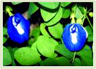 Ayurvedic Herbs