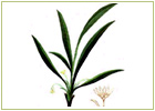 Ayurvedic Herbs