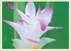 Ayurvedic Herbs