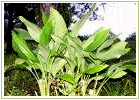 Ayurvedic Herbs