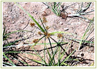 Ayurvedic Herbs