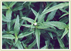 Ayurvedic Herbs