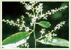 Ayurvedic Herbs