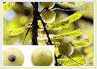 Ayurvedic Herbs
