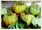 Ayurvedic Herbs