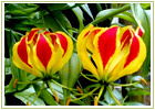 Ayurvedic Herbs