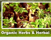 Indian medicinal herbs, medicinal herbs, Indian herbs, natural medicinal herbs