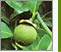 Stevia